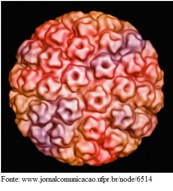 Arquivo:Figura1 HPV.jpg