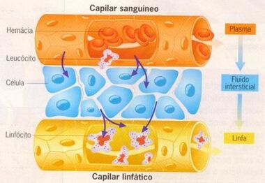 Gabib1.jpg