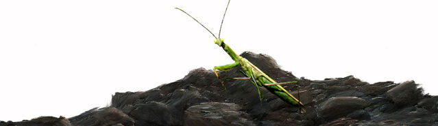 File:Giantmantis.jpg