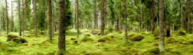 File:Initium EridisForest.jpg