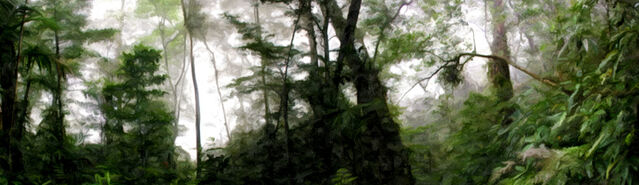 File:Banner---dense-forest2.jpg