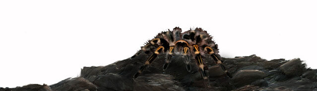 File:Initium GiantTarantula.jpg