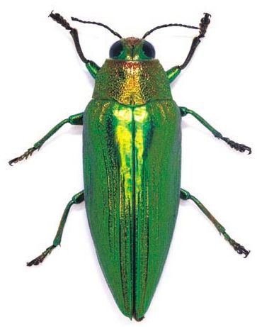 Chrysochroa purpureiventris | Insect Wiki | FANDOM powered by Wikia