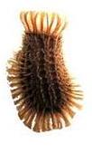 Siccofolium egg