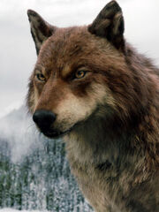 Zdravko Struna wolf