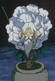 Sennin
