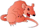 File:Fetcher Rat.png