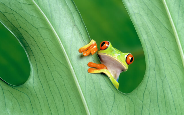File:Frog.jpg