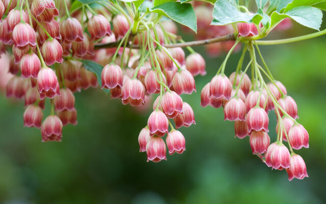 File:Red Bells.jpg