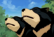 Bear cubs