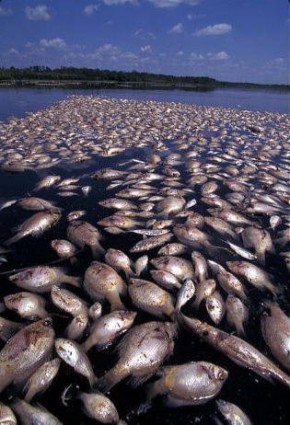 BP-Gulf-Oil-Spill-Fish-Kill-290x425