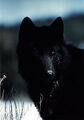 Thumbnail for version as of 00:20, December 10, 2011