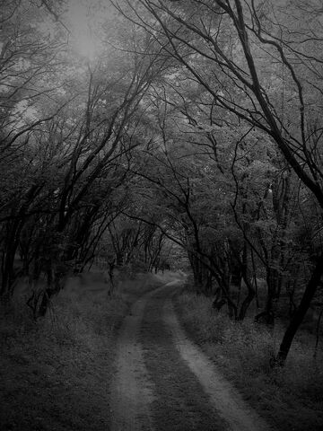 File:Wyld Wood by Alharaca.jpg
