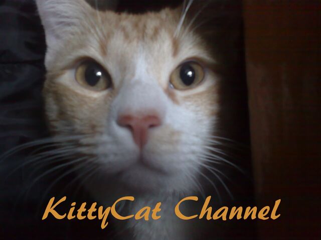 Archivo:KittyCat.jpg