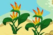 Bird of paradise