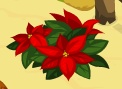 Poinsettia