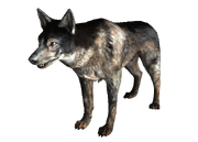Dogmeat