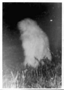 Lake worth monster
