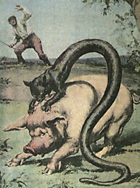 Tatzelwurm (1)