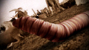 Death worm 4