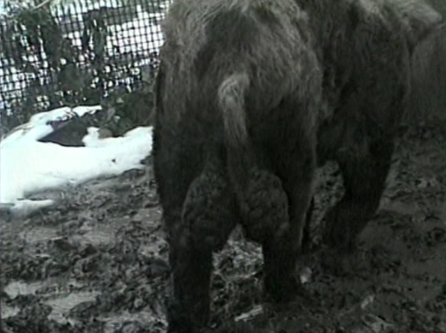 File:Pig balls.png
