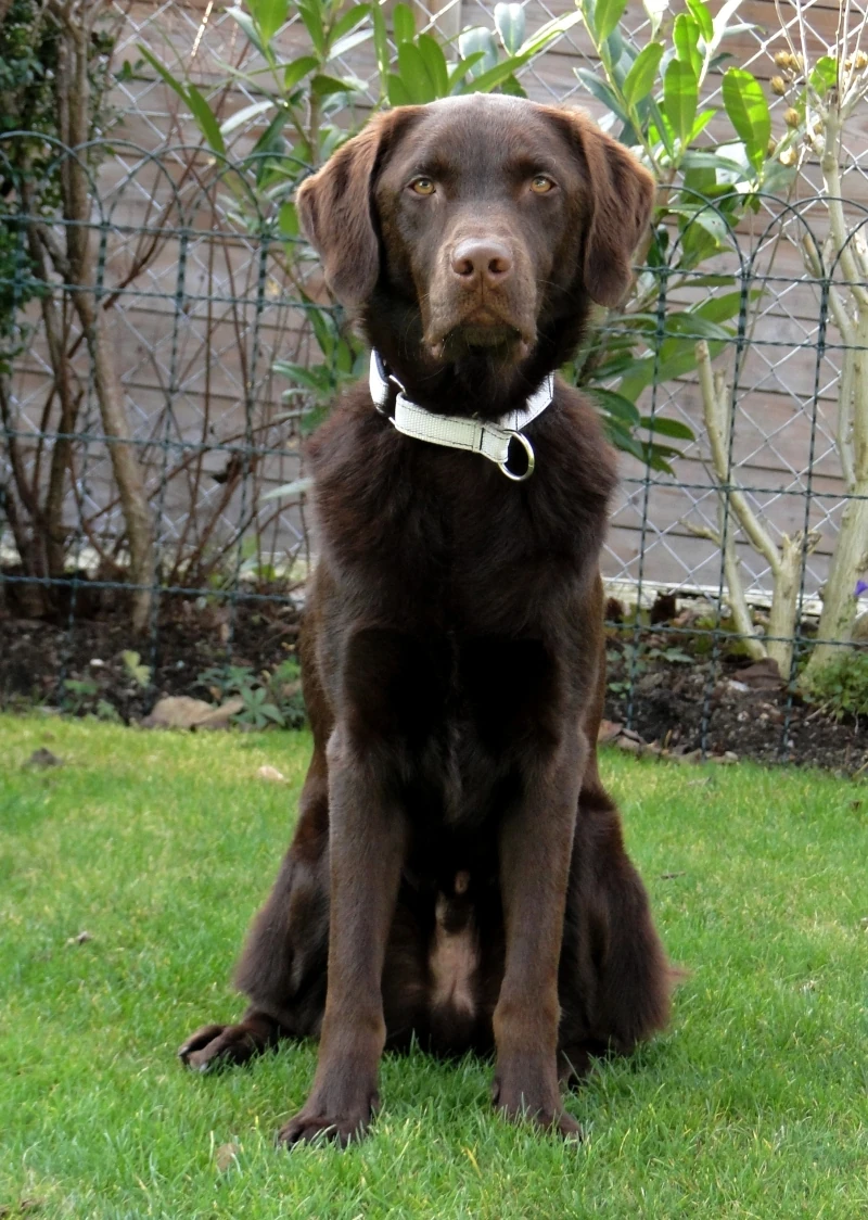 DateiLabradorbraun.jpg Jackys Hunde Wiki Fandom powered by Wikia