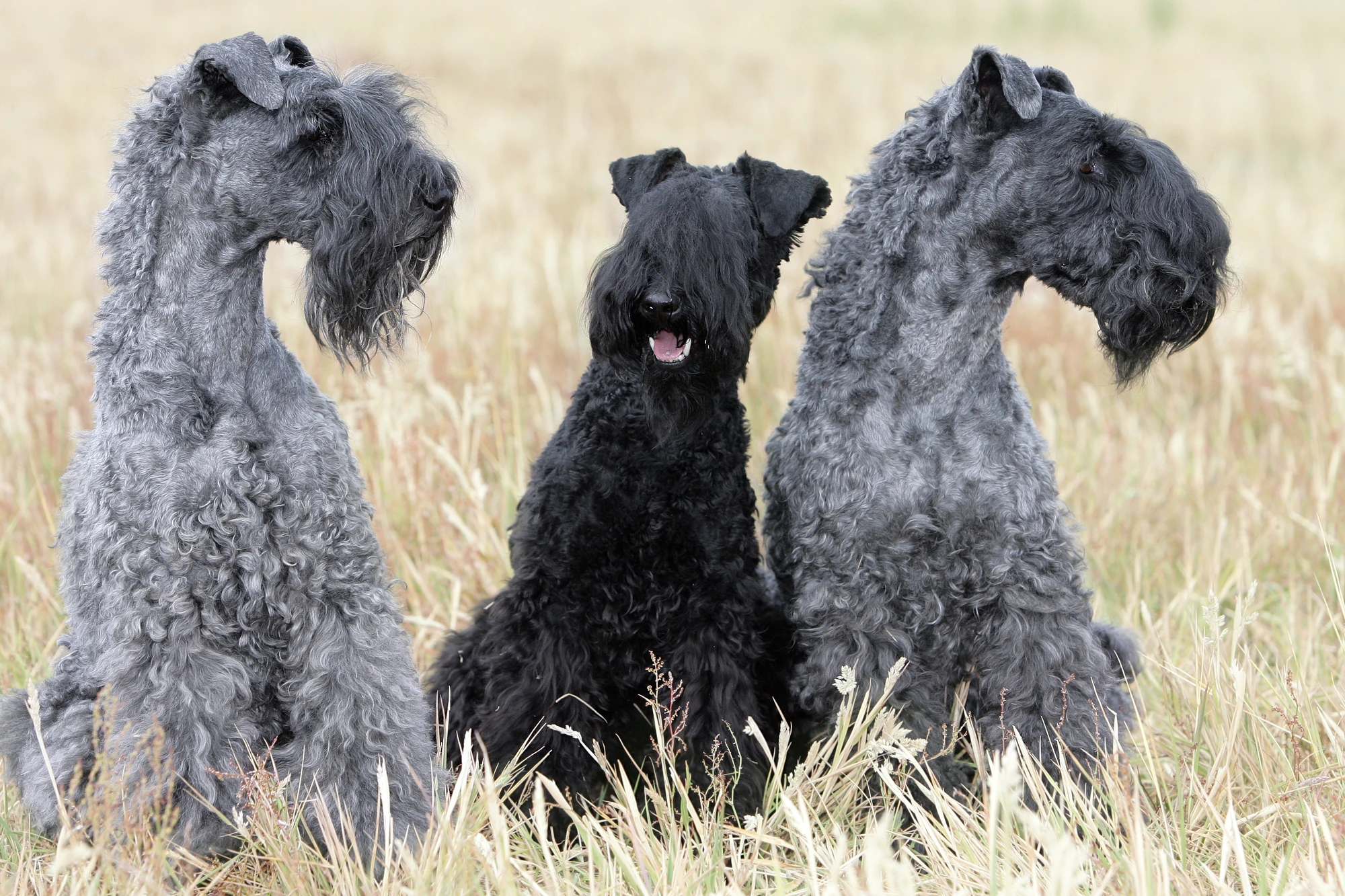 Kerry Blue Terrier Jackys Hunde Wiki FANDOM powered by Wikia