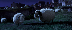 Owce.png