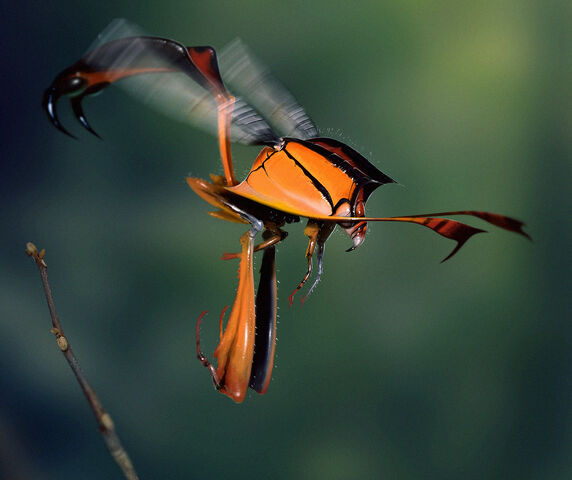 Файл:Hellfirewasp.jpg