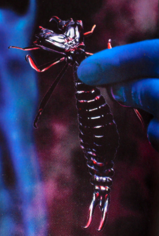 Файл:Arachnoid.png