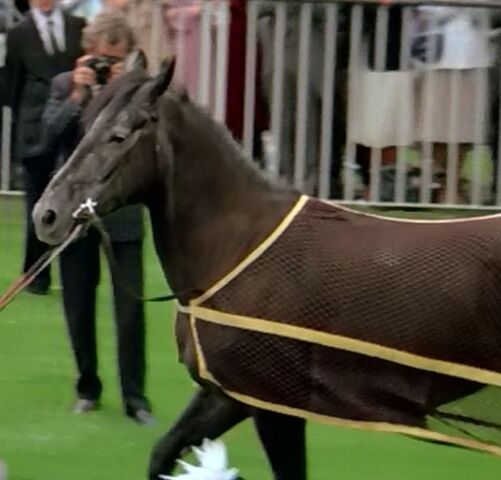 File:Pegasus 2.jpg