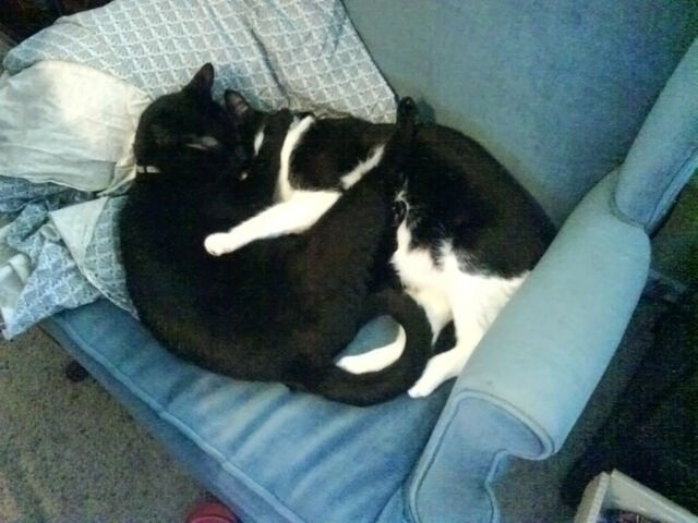 File:River and Leo asleep.jpg