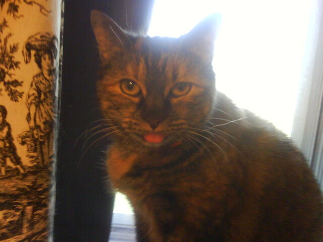 File:Shelby dislikes meh.jpg
