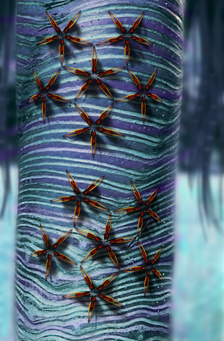 File:Arachnoids.png