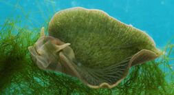 SeaSlugPlantAnimal011210