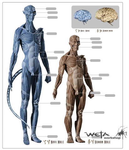 File:AVA-1-Design-GRF-005.png