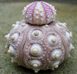 Shell Ball