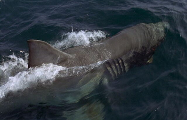 File:Great White Shark from Jaws 2.jpg