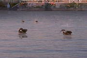 Enten