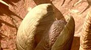 Sarlacc Maul.jpg
