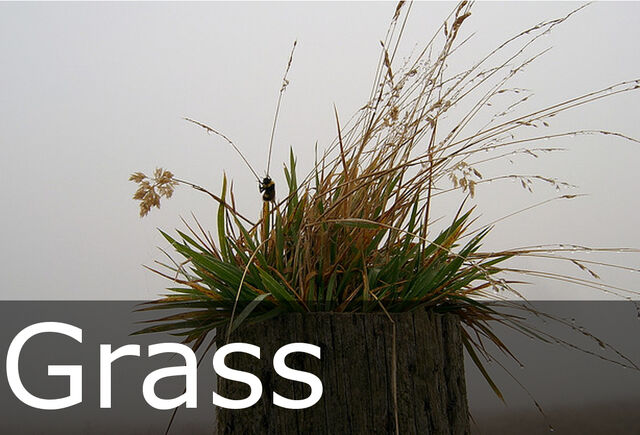 File:Grass caption.jpg
