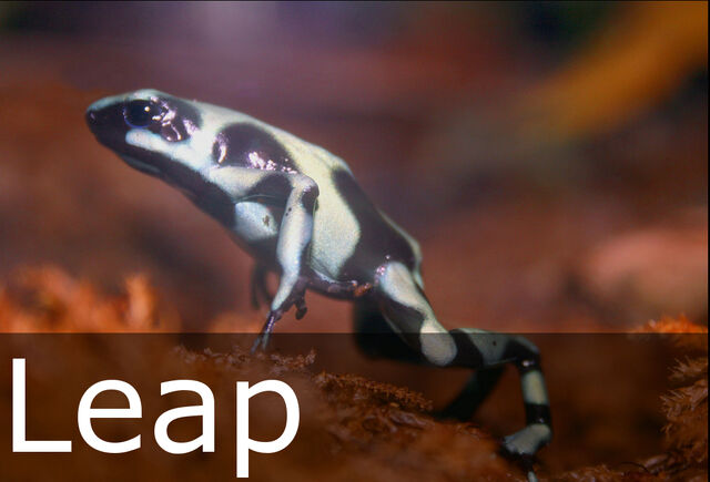 File:Leap caption.jpg