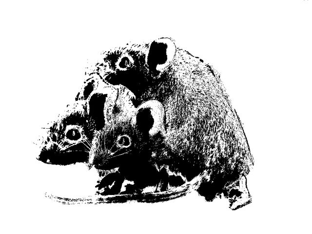 File:Three mice Silhouette.jpg