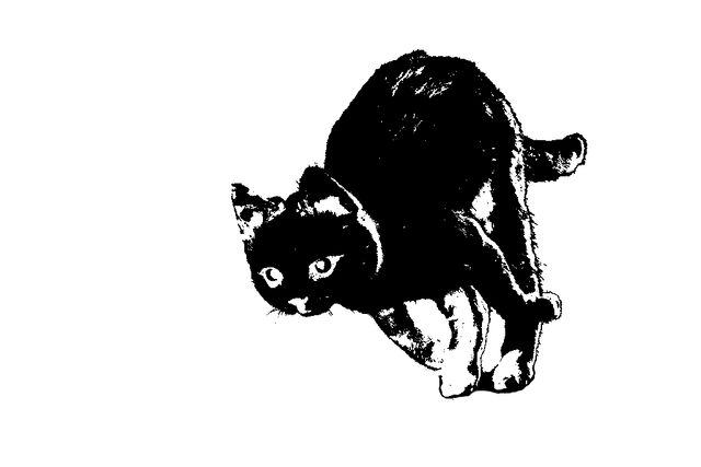 File:Running cat (stuffed) Silhouette.jpg