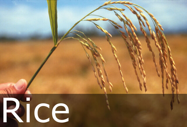 File:Rice caption.jpg