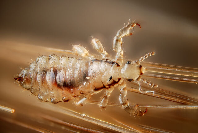 File:Lice.jpg