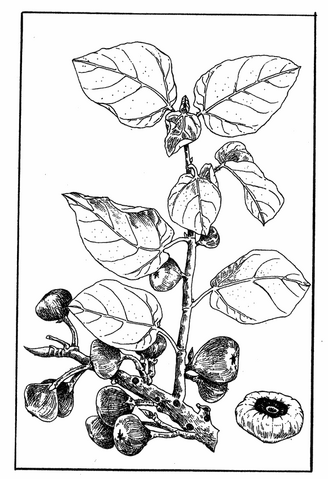 File:Chapter 165 Tailpiece.png