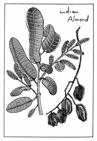 File:Chapter 157 Tailpiece.png