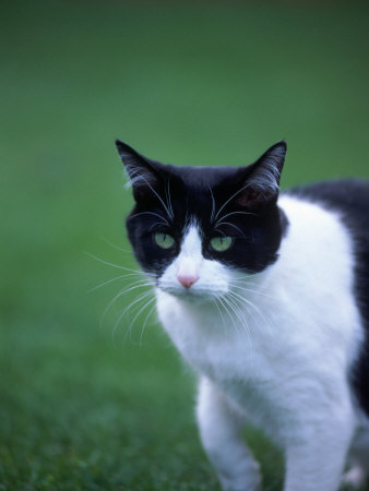 File:Patchfur.jpg