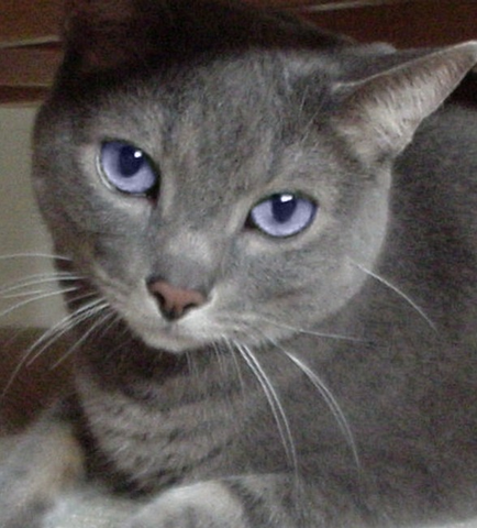 File:Mistycloud.png